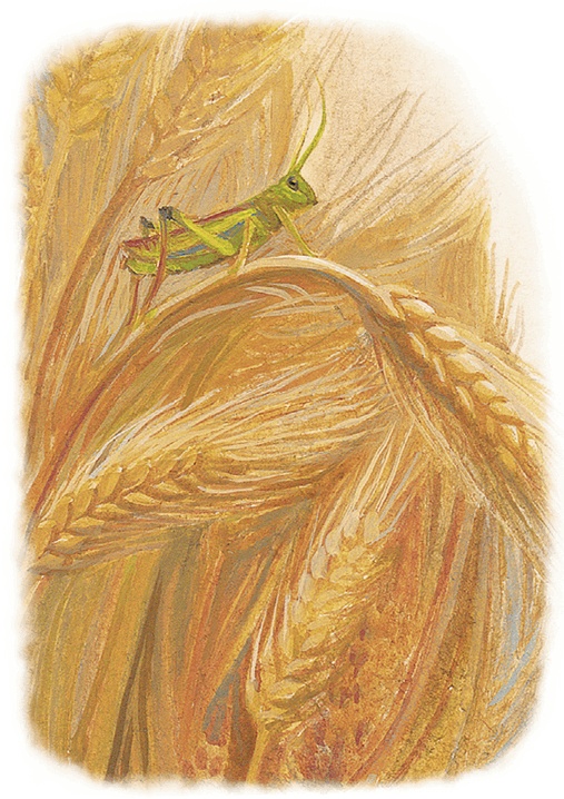 Иллюстрация к книге — Жук на ниточке [i_027.jpg]