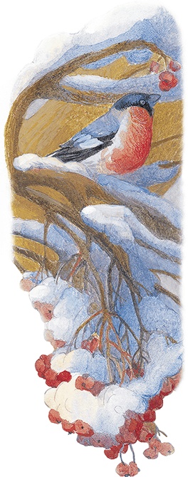 Иллюстрация к книге — Жук на ниточке [i_030.jpg]