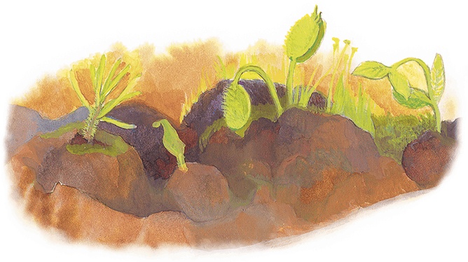 Иллюстрация к книге — Жук на ниточке [i_037.jpg]