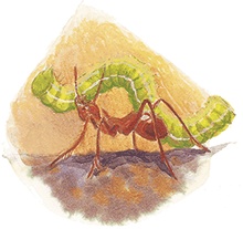 Иллюстрация к книге — Жук на ниточке [i_043.jpg]