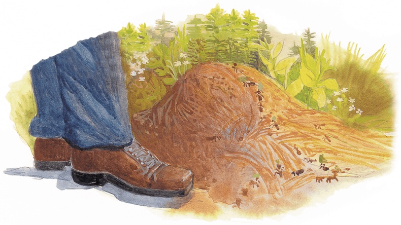 Иллюстрация к книге — Жук на ниточке [i_044.jpg]