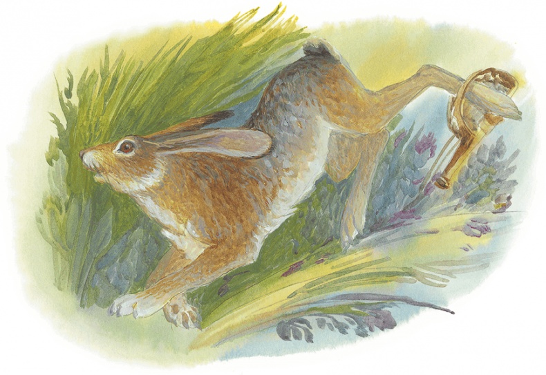 Иллюстрация к книге — Жук на ниточке [i_062.jpg]