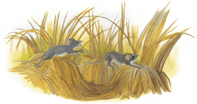 Иллюстрация к книге — Жук на ниточке [i_079.jpg]