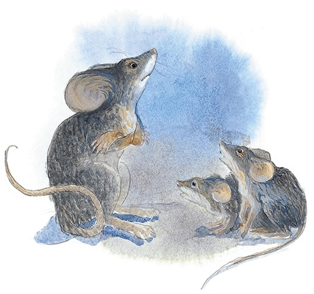 Иллюстрация к книге — Жук на ниточке [i_081.jpg]