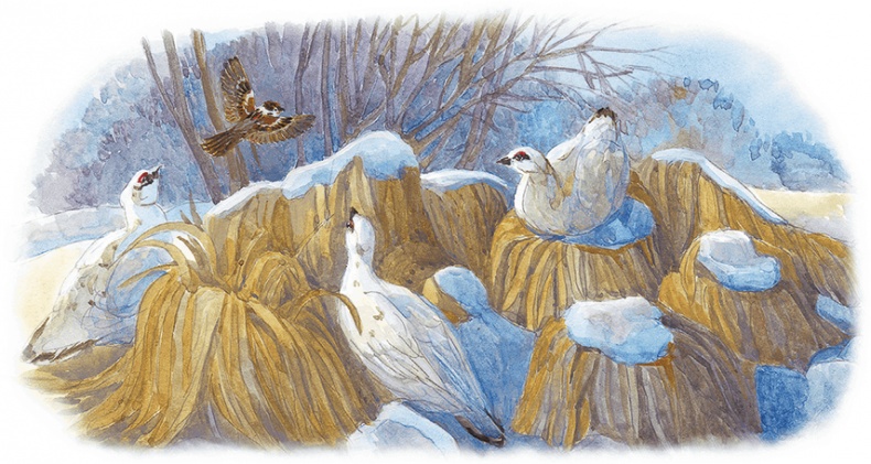 Иллюстрация к книге — Жук на ниточке [i_092.jpg]