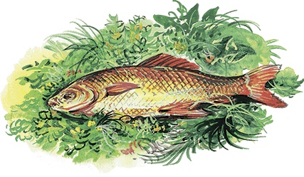 Иллюстрация к книге — Гусиный остров (сборник) [i_035.jpg]