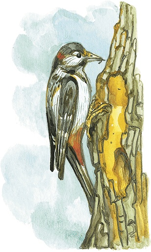 Иллюстрация к книге — Лисичкин хлеб [i_017.jpg]