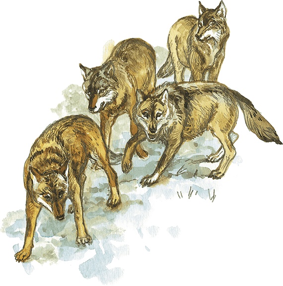 Иллюстрация к книге — Лисичкин хлеб [i_024.jpg]