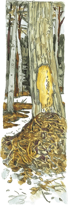 Иллюстрация к книге — Лисичкин хлеб [i_036.jpg]