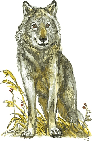 Иллюстрация к книге — Лисичкин хлеб [i_055.jpg]