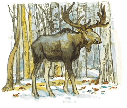 Иллюстрация к книге — Лисичкин хлеб [i_060.jpg]