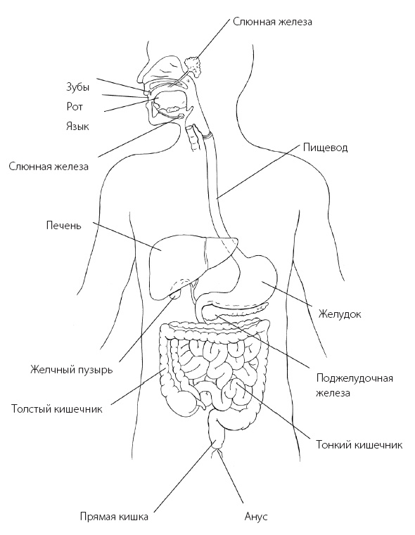 Иллюстрация к книге — Программа «Здоровый кишечник». Как здоровье организма зависит от пищеварения [i_001.jpg]