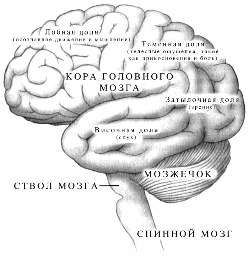 Иллюстрация к книге — Эйнштейн учился без карточек. 40 эффективных игровых упражнений для детей от 0 до 6 лет [i_001.jpg]