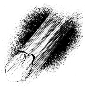 Иллюстрация к книге — Путешествие на Тандадрику [i_017.jpg]