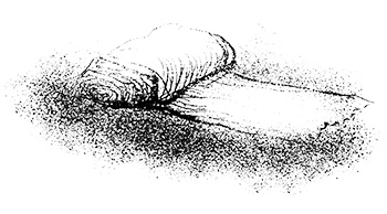 Иллюстрация к книге — Путешествие на Тандадрику [i_055.jpg]