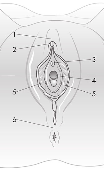 Иллюстрация к книге — Совершенное тело за 4 часа [i_073.jpg]
