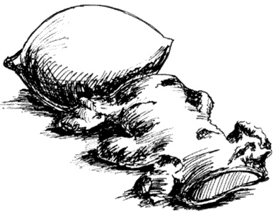 Иллюстрация к книге — Ковчег для Робинзона. Все о жизни морского кочевника [i_035.jpg]