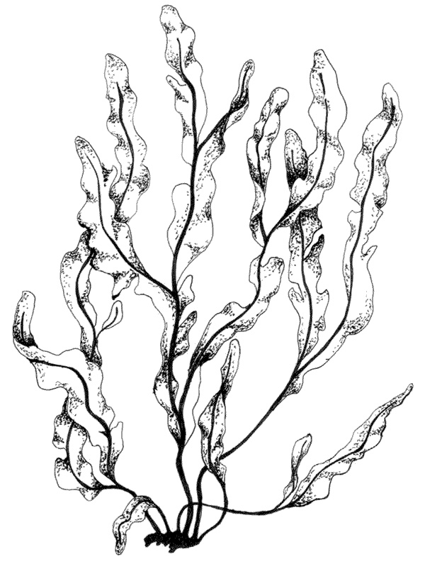 Иллюстрация к книге — Ковчег для Робинзона. Все о жизни морского кочевника [i_040.jpg]