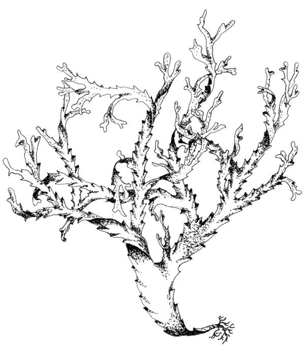 Иллюстрация к книге — Ковчег для Робинзона. Все о жизни морского кочевника [i_041.jpg]