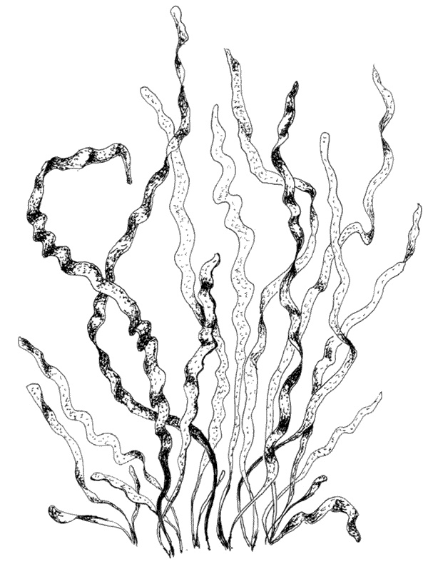 Иллюстрация к книге — Ковчег для Робинзона. Все о жизни морского кочевника [i_043.jpg]