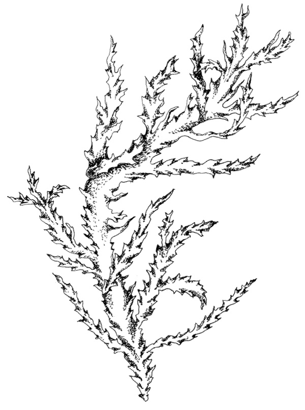 Иллюстрация к книге — Ковчег для Робинзона. Все о жизни морского кочевника [i_044.jpg]