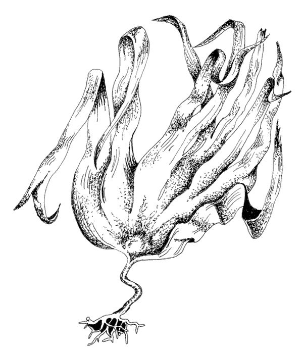 Иллюстрация к книге — Ковчег для Робинзона. Все о жизни морского кочевника [i_046.jpg]