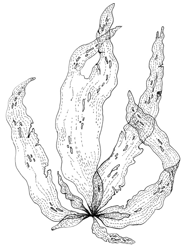 Иллюстрация к книге — Ковчег для Робинзона. Все о жизни морского кочевника [i_048.jpg]