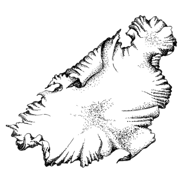 Иллюстрация к книге — Ковчег для Робинзона. Все о жизни морского кочевника [i_053.jpg]