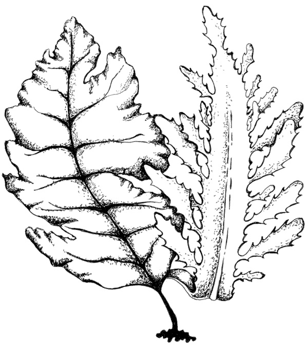 Иллюстрация к книге — Ковчег для Робинзона. Все о жизни морского кочевника [i_055.jpg]