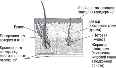 Иллюстрация к книге — Вода – натуральное лекарство от ожирения, рака, депрессии [i_021.jpg]