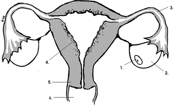 Иллюстрация к книге — Девчонкология [i_015.jpg]