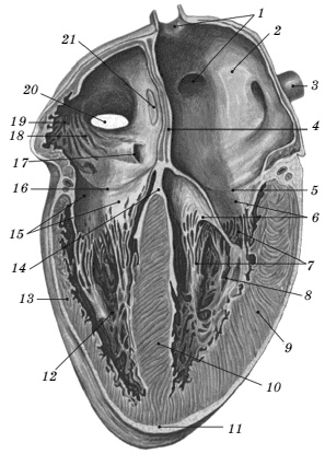 Иллюстрация к книге — Питание для сердца и сосудов [i_004.jpg]