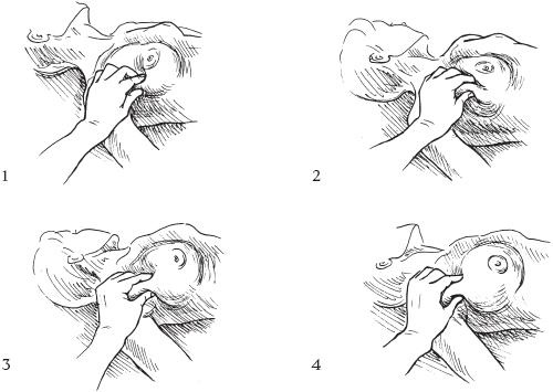 Иллюстрация к книге — Аэробика для груди [_67.jpg]