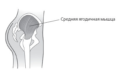 Иллюстрация к книге — Упругие ягодицы. 25 лучших упражнений [i_002.jpg]