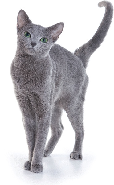 Иллюстрация к книге — Я тоже была толстой [i_057.jpg]