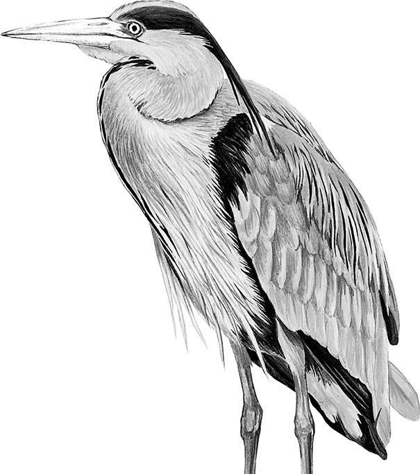 Иллюстрация к книге — Умный дикобраз [i_002.jpg]