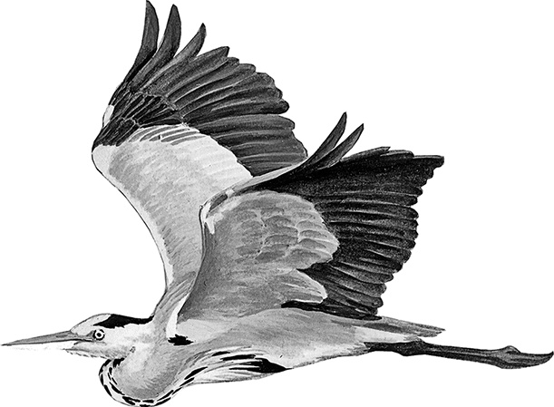 Иллюстрация к книге — Умный дикобраз [i_004.jpg]