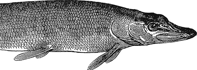 Иллюстрация к книге — Умный дикобраз [i_005.jpg]