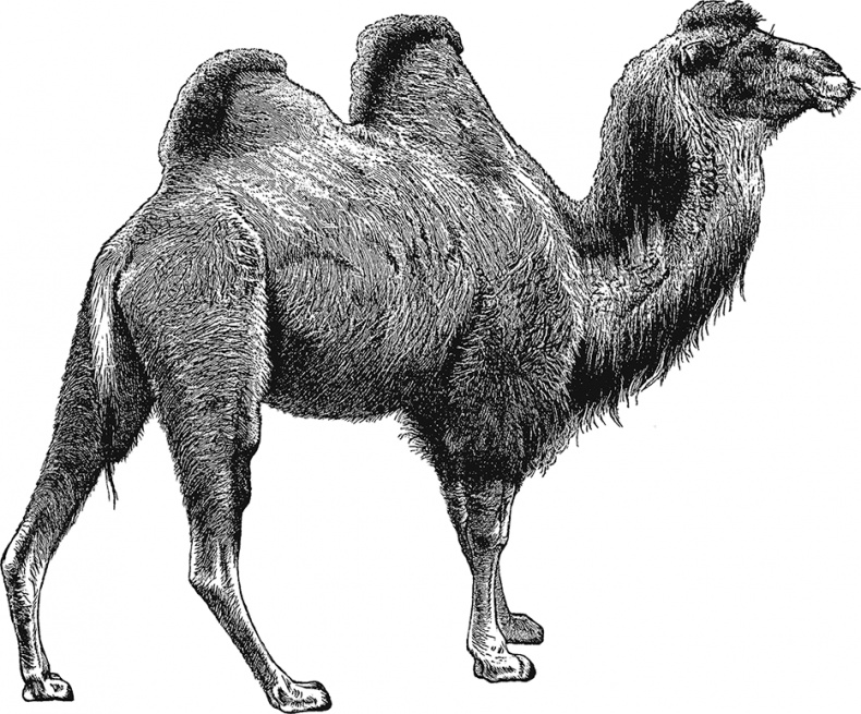 Иллюстрация к книге — Умный дикобраз [i_007.jpg]