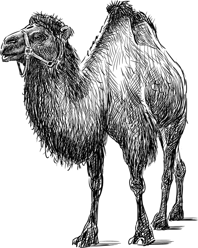 Иллюстрация к книге — Умный дикобраз [i_008.jpg]