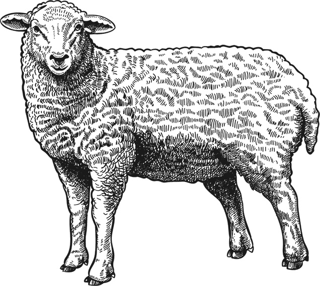 Иллюстрация к книге — Умный дикобраз [i_009.jpg]