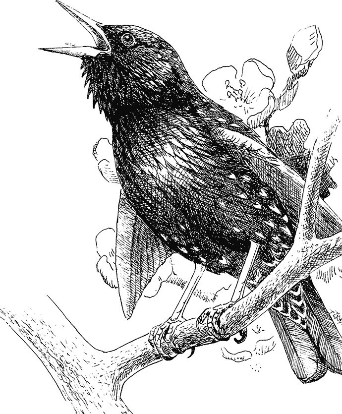 Иллюстрация к книге — Умный дикобраз [i_010.jpg]