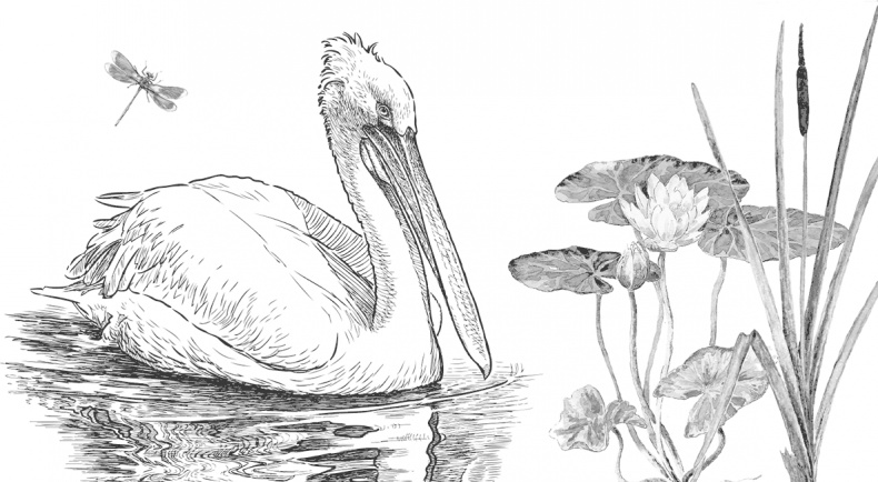 Иллюстрация к книге — Умный дикобраз [i_013.jpg]