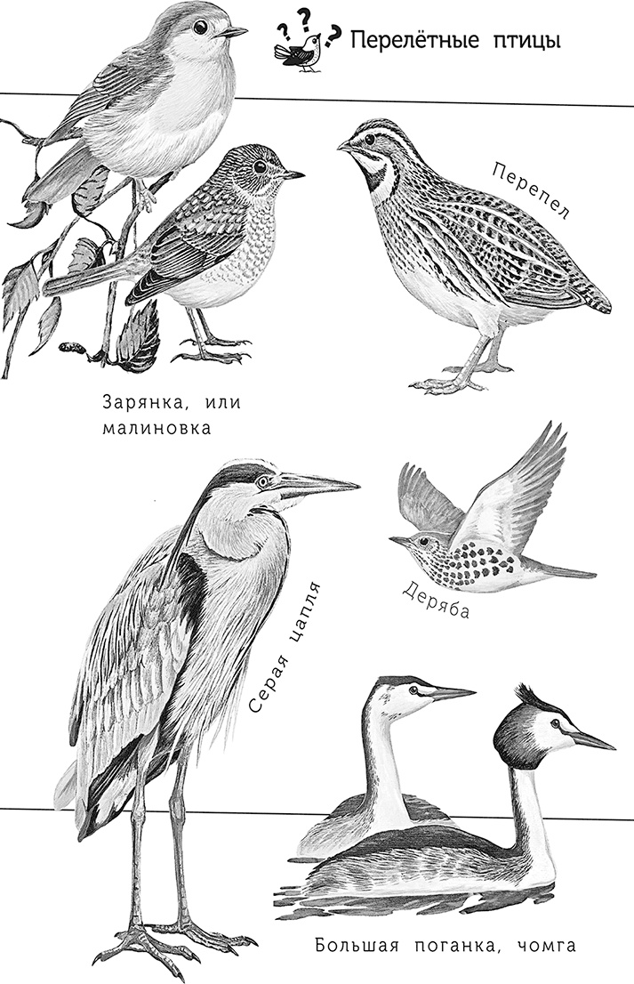 Иллюстрация к книге — Умный дикобраз [i_016.jpg]