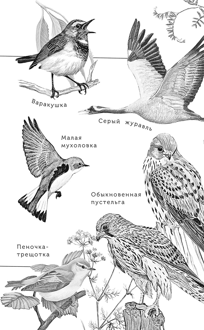 Иллюстрация к книге — Умный дикобраз [i_017.jpg]