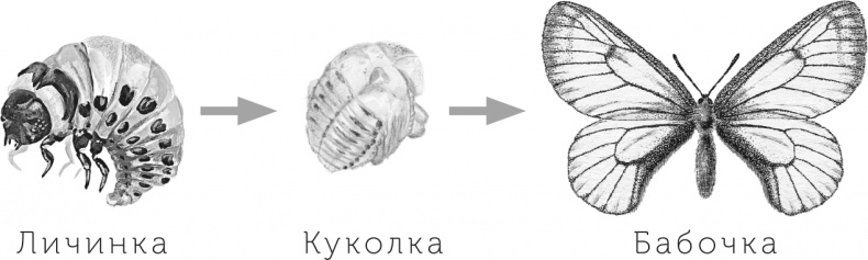 Иллюстрация к книге — Умный дикобраз [i_018.jpg]