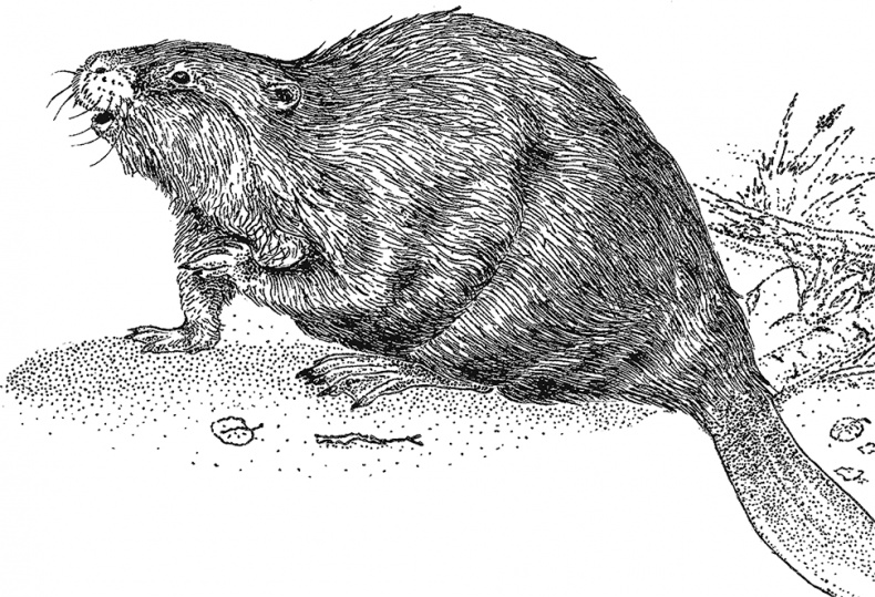 Иллюстрация к книге — Умный дикобраз [i_030.jpg]