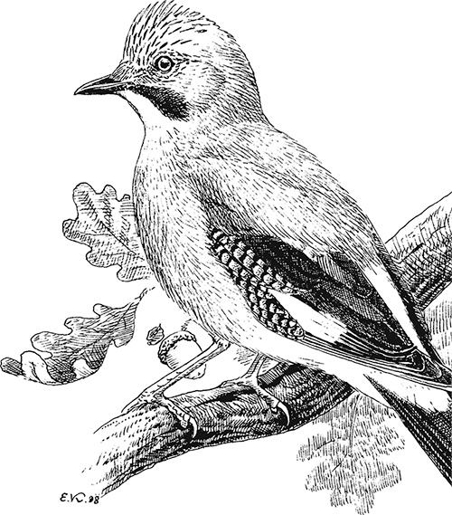 Иллюстрация к книге — Умный дикобраз [i_036.jpg]