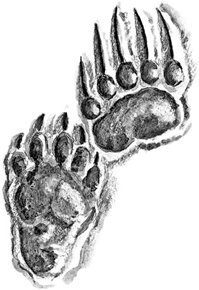 Иллюстрация к книге — Умный дикобраз [i_037.jpg]