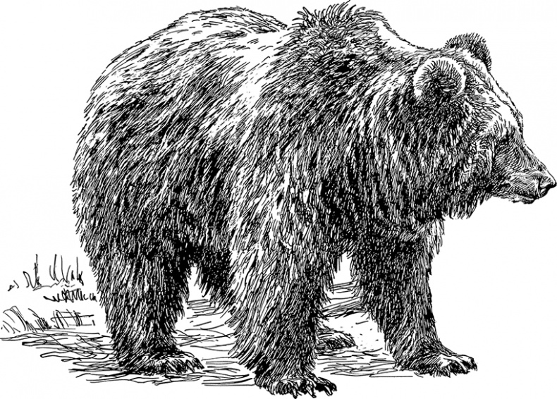 Иллюстрация к книге — Умный дикобраз [i_038.jpg]